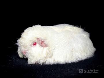 Cavie porcellini d'india