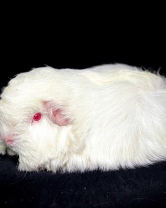 Cavie porcellini d'india