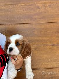 Maschietto Cavalier King Charles