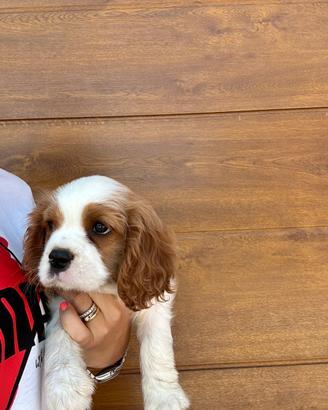 Maschietto Cavalier King Charles
