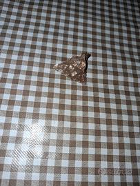 meteorite condrite