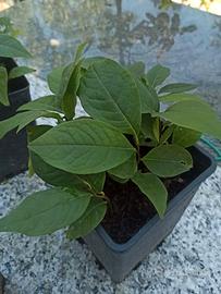TRE PIANTINE DI ASIMINA TRILOBA "BANANO DI MONTAGN