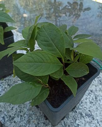 TRE PIANTINE DI ASIMINA TRILOBA "BANANO DI MONTAGN