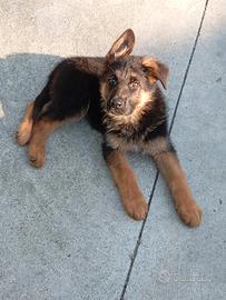 Cuccioli di pastore tedesco