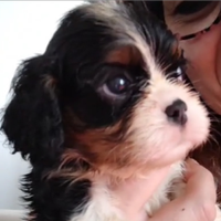 Cucciolo cavalier king