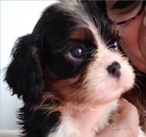 Cucciolo cavalier king