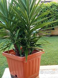 YUCCA con doppioni tronco