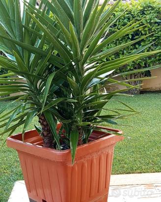 YUCCA con doppioni tronco