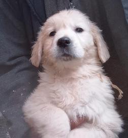 Cuccioli maschi Golden retriever