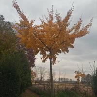 Ginko biloba