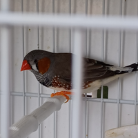 Diamantini Mandarino