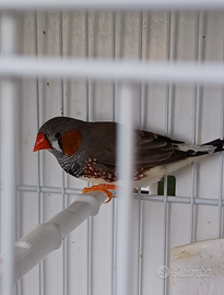 Diamantini Mandarino