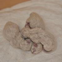 Cuccioli Sacro Di Birmania