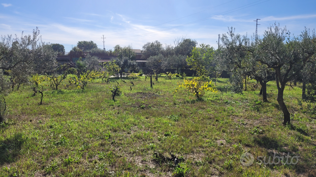 Terreno agricolo Viagrande