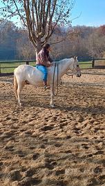 Cavallo Criollo Argentino