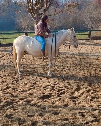 Cavallo Criollo Argentino
