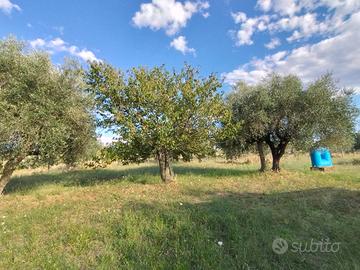 Terreno 7050 mq pozzo,corrente,casaletto,ulivi...