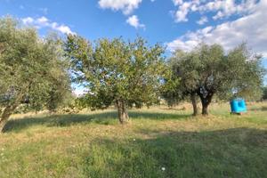 Terreno 7050 mq pozzo,corrente,casaletto,ulivi...