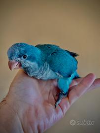 Parrocchetti Monaci Blu