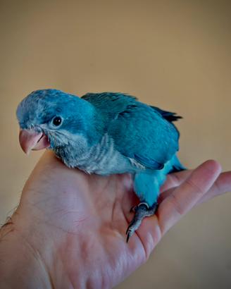 Parrocchetti Monaci Blu