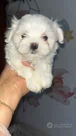 Maltese Pedigre