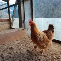 Fagiani e galline ornamentali