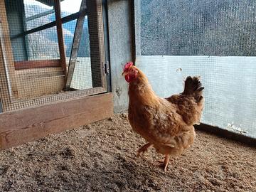 Fagiani e galline ornamentali