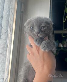 Scottish fold blu