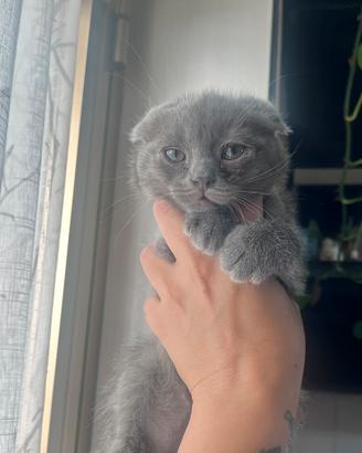 Scottish fold blu