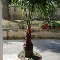 palma washingtonia