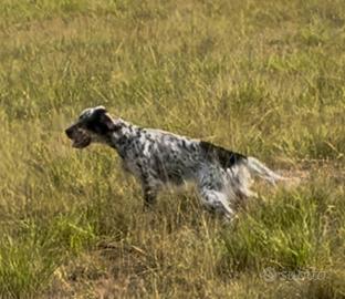 Setter inglese