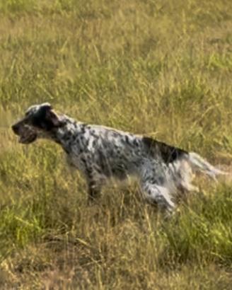 Setter inglese