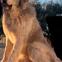 Pastore dell'Asia centrale