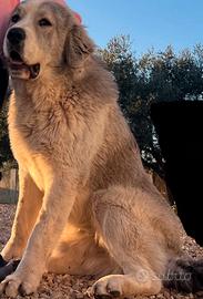 Pastore dell'Asia centrale