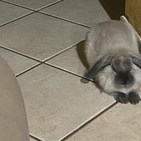 Coniglio Ariete pelo lungo