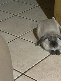 Coniglio Ariete pelo lungo