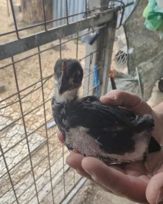Pulcini marans australorp