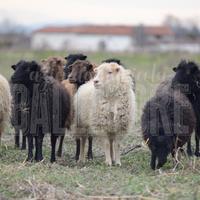 Femmine di pecora nana d'ouessant