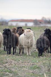 Femmine di pecora nana d'ouessant