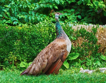 Pavone "blu occhi bianchi"