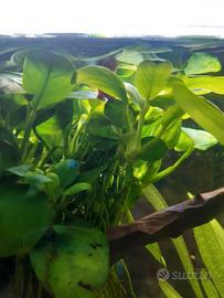 anubias nana 4