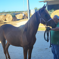 Cavallo arabo puledra