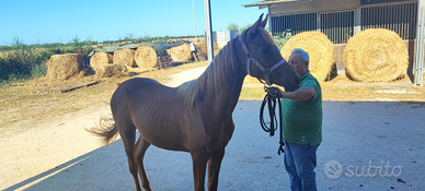 Cavallo arabo puledra