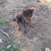 Jagdterrier