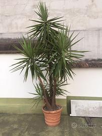 Yucca “Elephantipes” o tronchetto della felicità