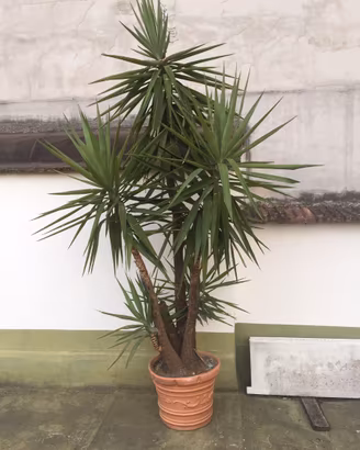 Yucca “Elephantipes” o tronchetto della felicità