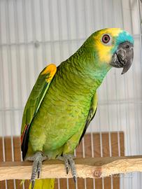 Amazzone aestiva xantopherix