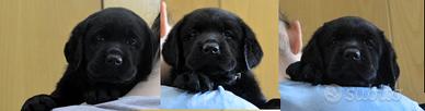 Cuccioli di Labrador