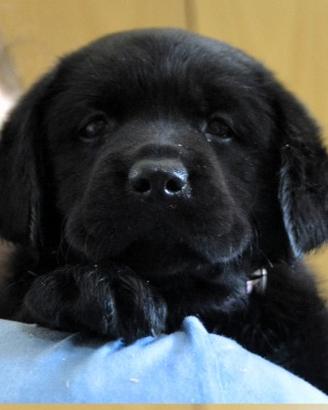 Cuccioli di Labrador