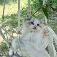 Ragdoll con famoso sangue